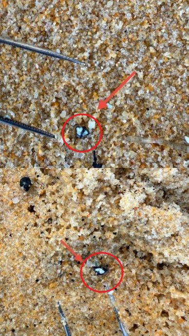 沙滩出现有毒“蓝龙” 普吉岛游客受促远离