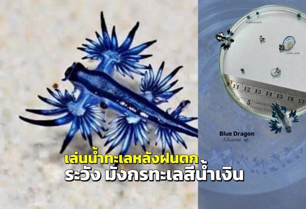 沙滩出现有毒“蓝龙” 普吉岛游客受促远离