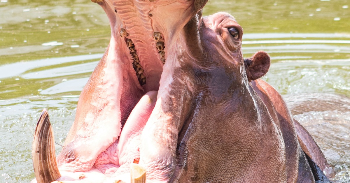 河马杀人 一死一伤 　 导游上节目谈如何遭攻击