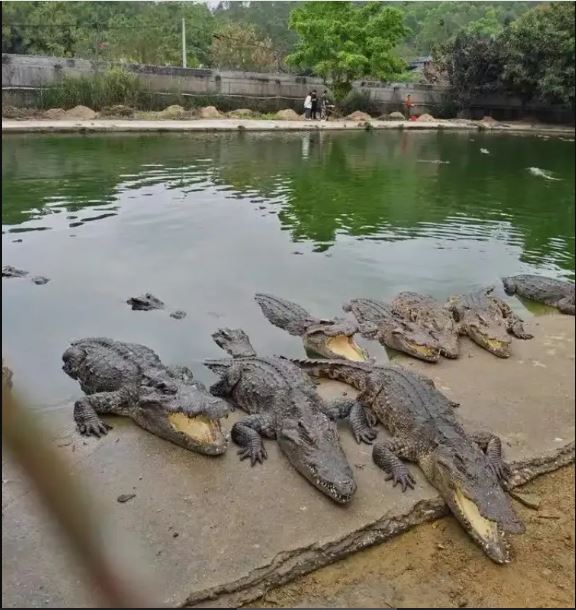 法院拍卖1250公斤活鳄 买家得自己下水抓