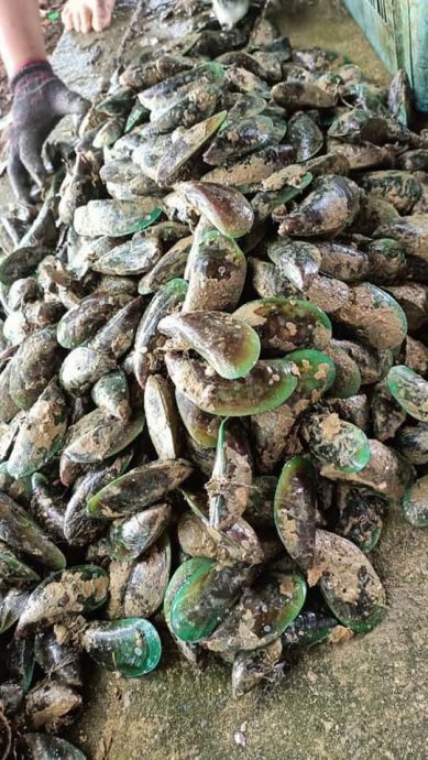 波德申再爆有害藻潮　公众受促勿食用青蚝与鲜蛤等贝类