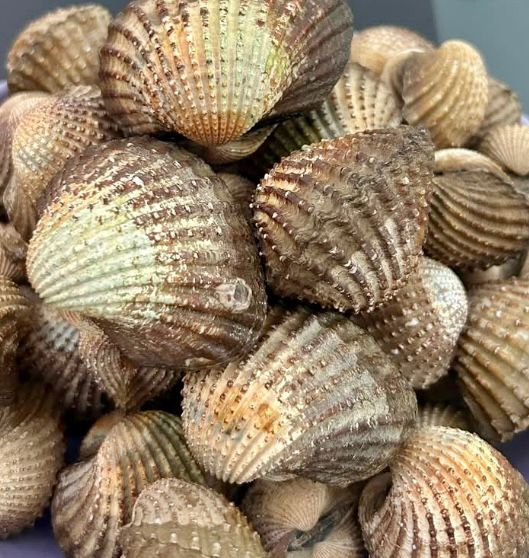 波德申再爆有害藻潮　公众受促勿食用青蚝与鲜蛤等贝类