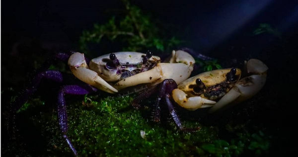 泰国“黑白蟹”惊见变种 鲜艳颜色如同外星人