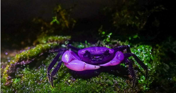 泰国“黑白蟹”惊见变种 鲜艳颜色如同外星人