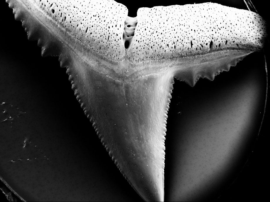 海洋霸主牙齿恐掉光? 专家:海水酸化造成腐蚀