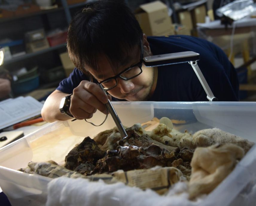 焦点（6/8）（一）：尼亚洞的动物史─骨头故事