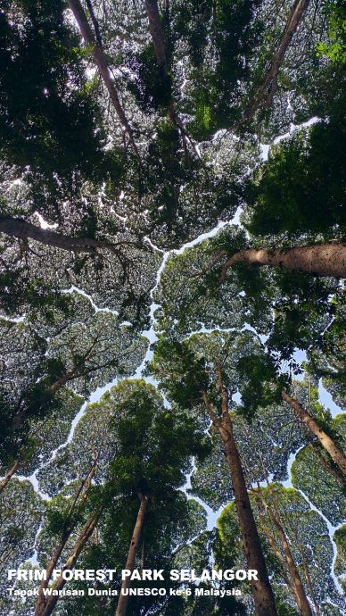 焦点（6/8）（一）：尼亚洞的动物史─骨头故事