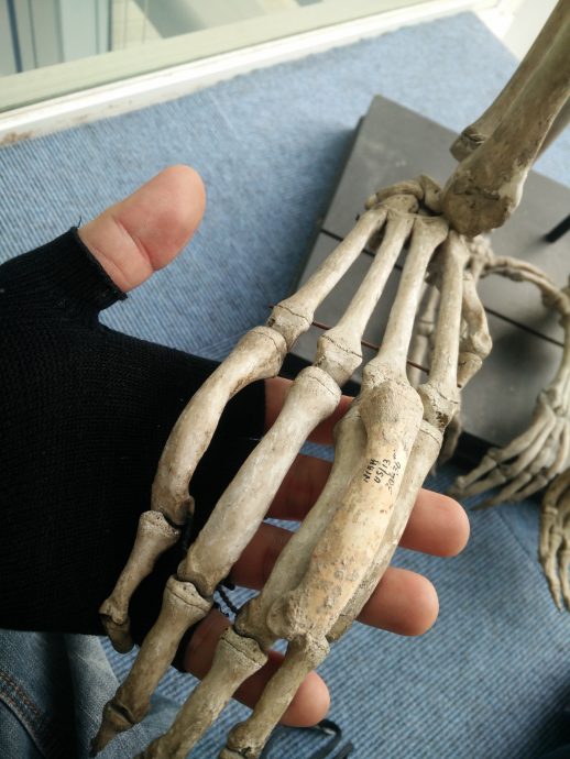 焦点（6/8）（一）：尼亚洞的动物史─骨头故事