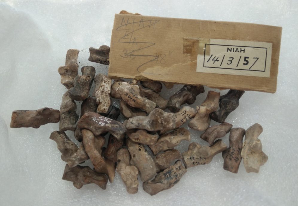 焦点（6/8）（一）：尼亚洞的动物史─骨头故事