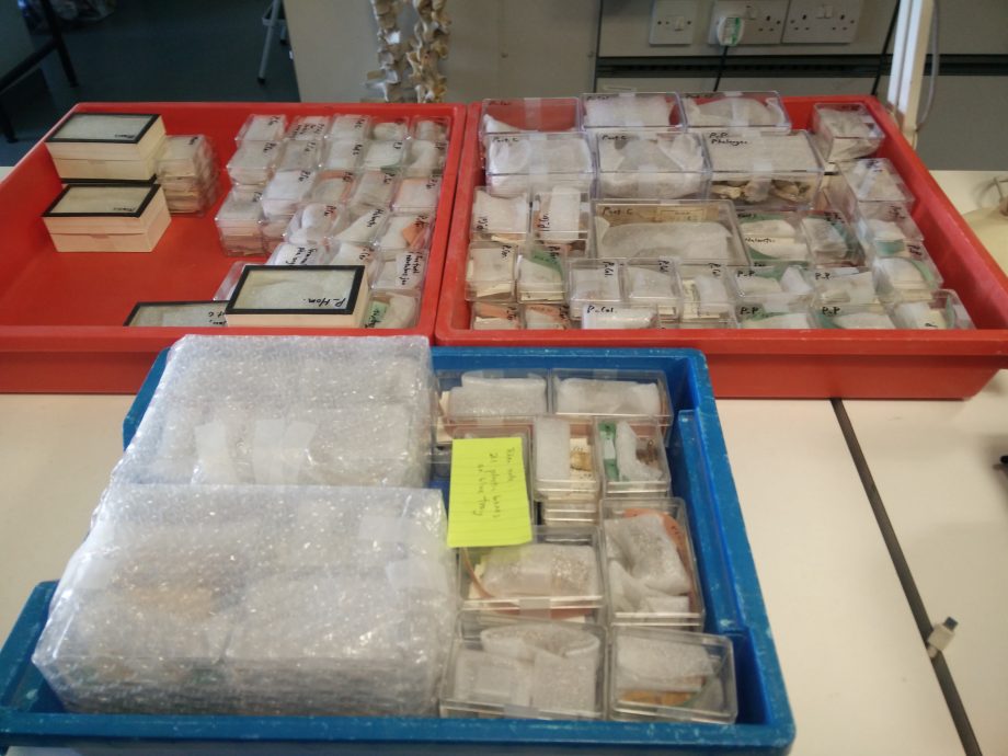 焦点（6/8）（一）：尼亚洞的动物史─骨头故事