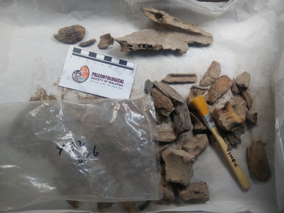 焦点（6/8）（一）：尼亚洞的动物史─骨头故事