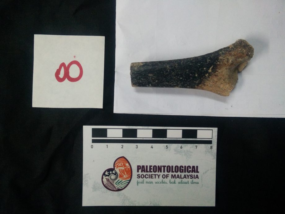 焦点（6/8）（一）：尼亚洞的动物史─骨头故事