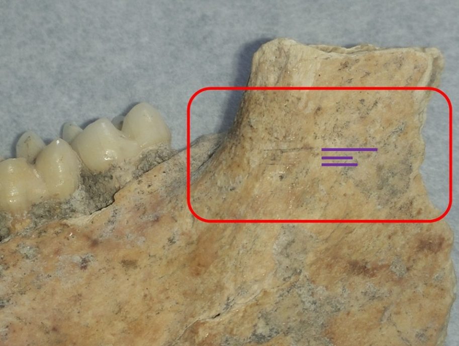 焦点（6/8）（一）：尼亚洞的动物史─骨头故事