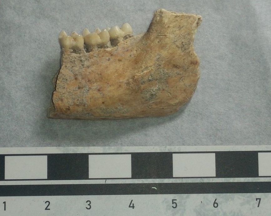 焦点（6/8）（一）：尼亚洞的动物史─骨头故事