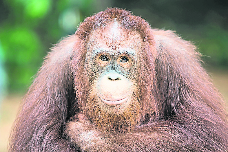 焦点（6/8）（一）：尼亚洞的动物史─骨头故事