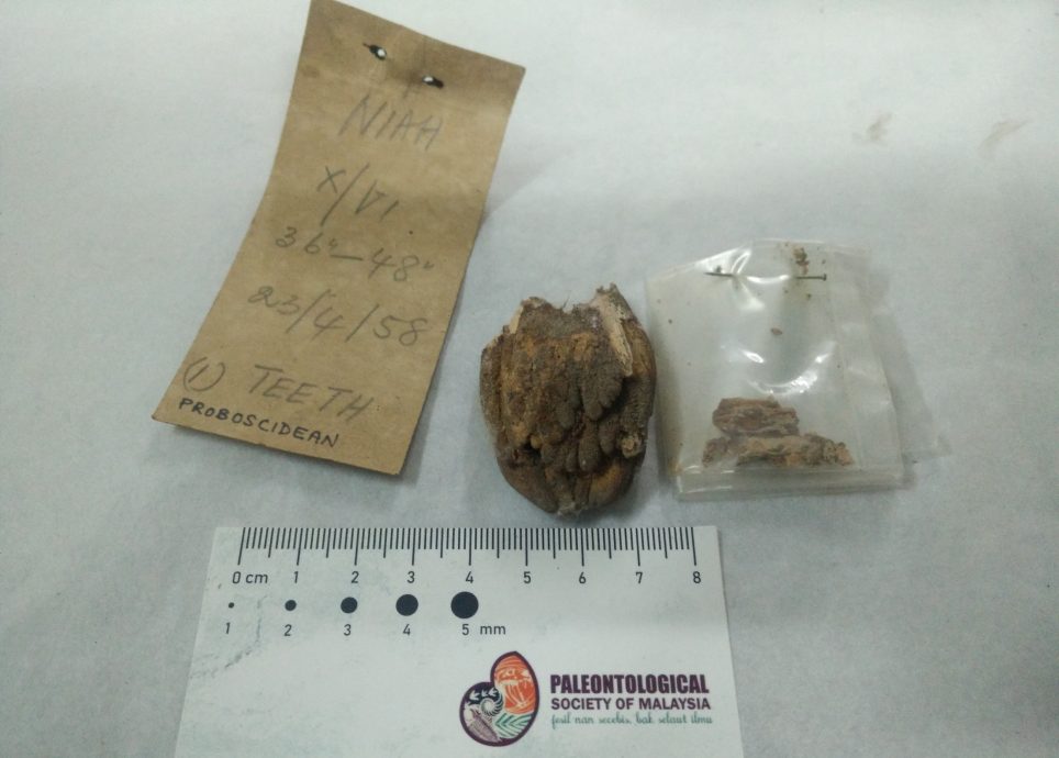 焦点(6/8)(二):尼亚洞的动物史─埋葬文化