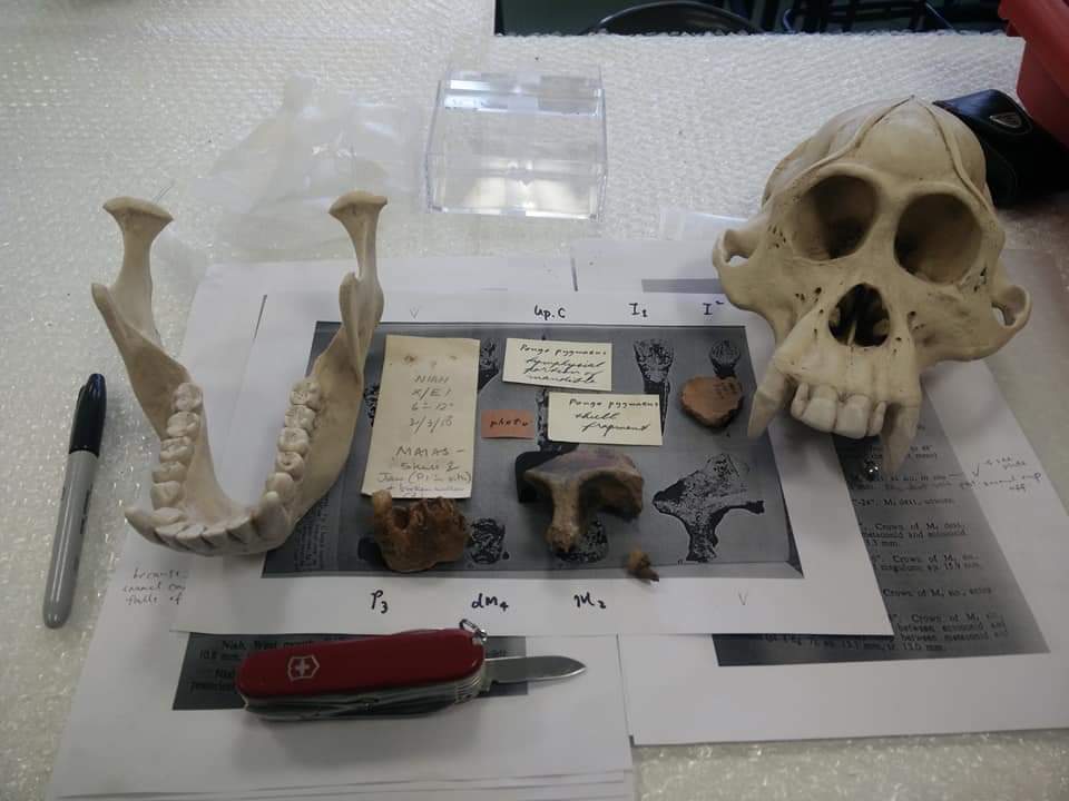 焦点(6/8)(二):尼亚洞的动物史─埋葬文化