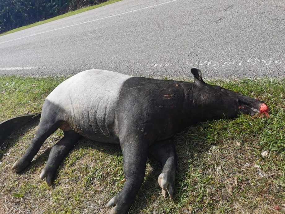 焦点(6/8)(二):尼亚洞的动物史─埋葬文化