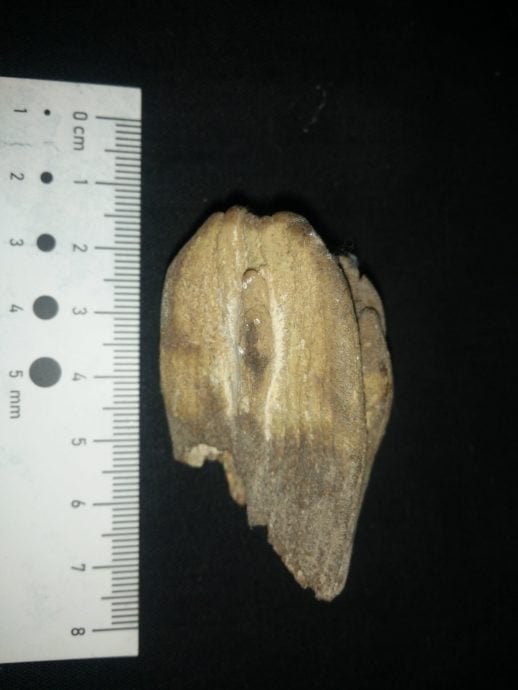 焦点(6/8)(二):尼亚洞的动物史─埋葬文化