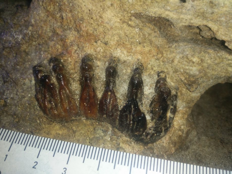 焦点(6/8)(二):尼亚洞的动物史─埋葬文化