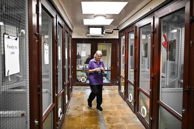 特朗普移民政策冲击 宠物弃养潮加剧