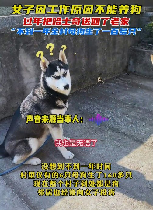 狗狗不节育 1年可产多少狗仔?答案让你惊掉下巴!