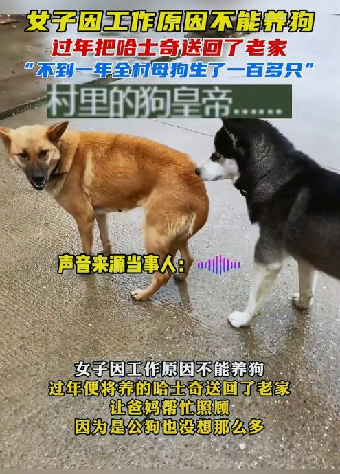 狗狗不节育 1年可产多少狗仔?答案让你惊掉下巴!