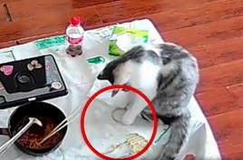 猫咪闯大祸!把1.7万金手镯推进垃圾桶 主人不知情连垃圾扔了