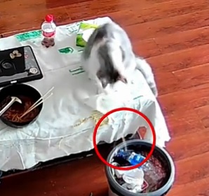 猫咪闯大祸!把1.7万金手镯推进垃圾桶 主人不知情连垃圾扔了