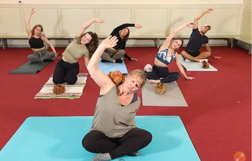 猫式、牛式不如鸡式！英国掀起“鸡瑜珈风”　听着咯咯声据说超疗愈