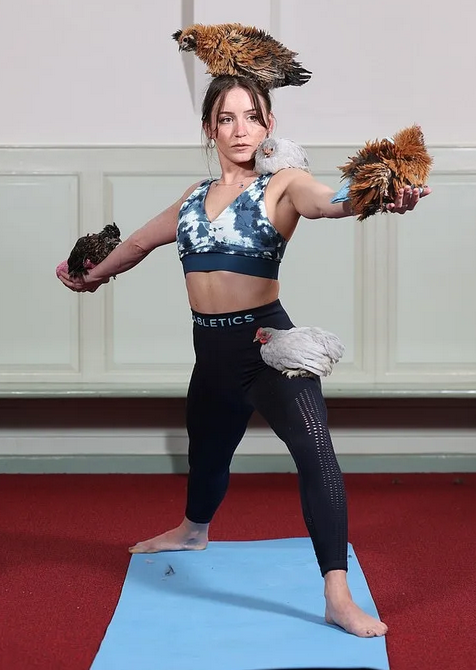 猫式、牛式不如鸡式！英国掀起“鸡瑜珈风”　听着咯咯声据说超疗愈