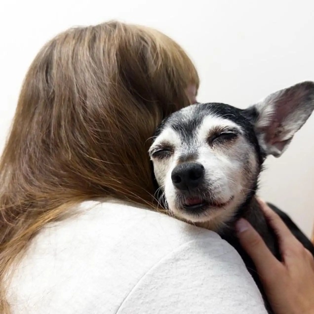 玄得无法解释 女子先后领养浪浪竟是父子犬