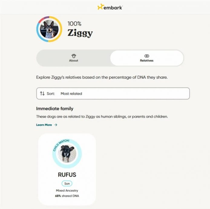 玄得无法解释 女子先后领养浪浪竟是父子犬