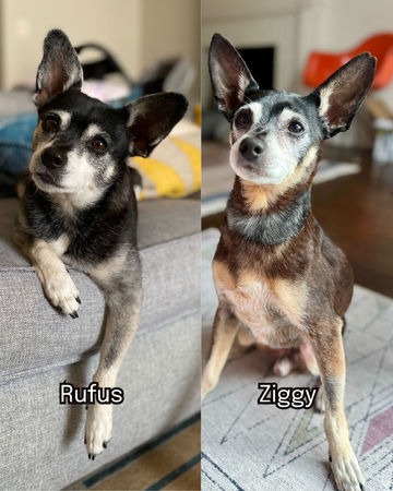 玄得无法解释 女子先后领养浪浪竟是父子犬