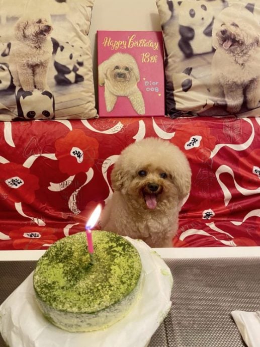 用心照顾也可以健康到老，Dior女19年狗生多姿多彩