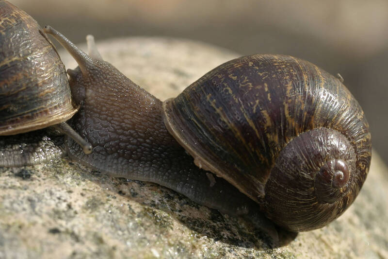 真的是万中选一！ 罕见左旋蜗牛要脱单 纽西兰办全国“征婚”