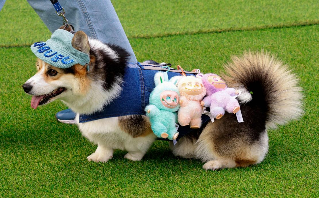 立陶宛年度柯基犬赛跑 百只短腿毛孩飞奔萌翻全场