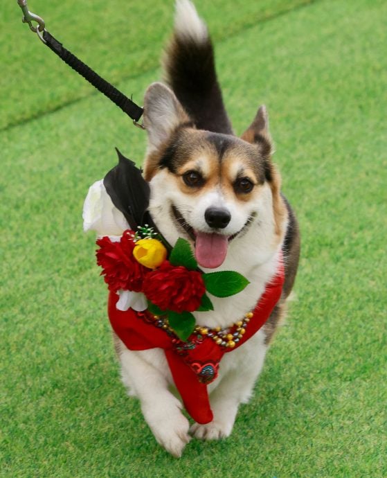 立陶宛年度柯基犬赛跑 百只短腿毛孩飞奔萌翻全场