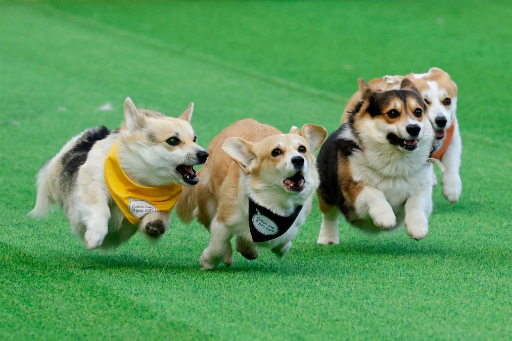 立陶宛年度柯基犬赛跑 百只短腿毛孩飞奔萌翻全场