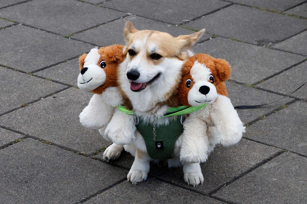 立陶宛年度柯基犬赛跑 百只短腿毛孩飞奔萌翻全场