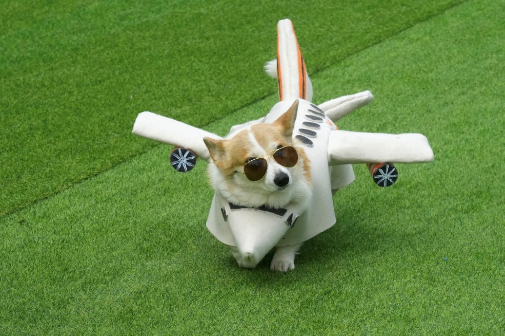 立陶宛年度柯基犬赛跑 百只短腿毛孩飞奔萌翻全场