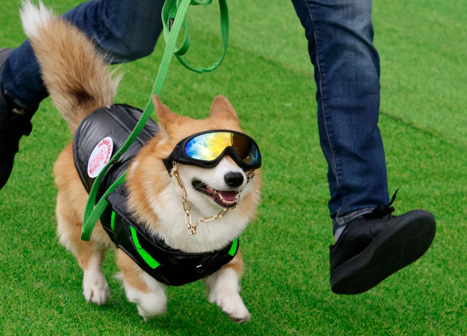 立陶宛年度柯基犬赛跑 百只短腿毛孩飞奔萌翻全场