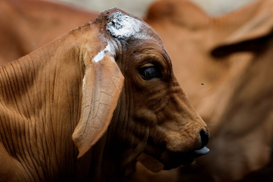 美国确诊首起人类感染活吃宿主的螺旋蝇
