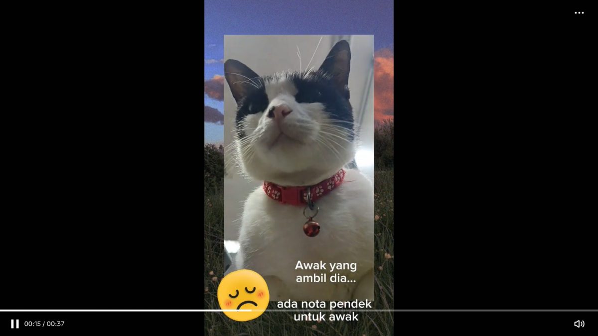 芙蓉端姑查化医院爱猫失踪 医护人员：请把Leha还回来！