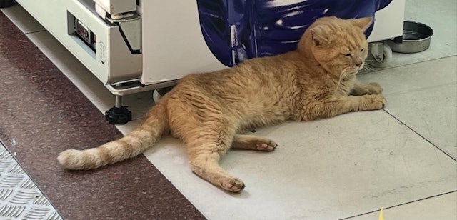 药房“猫店长”养了13年疑被偷 老板不舍“盼偷猫者好好照顾”