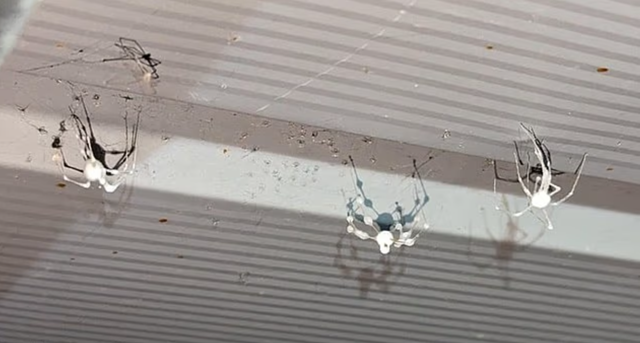 蜘蛛沦丧尸!遭寄生后“全身吸乾”再毒死 欧美多国现踪