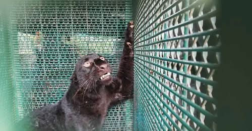 袭和丰村民牲畜 黑豹被捕获放生