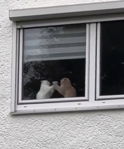 视频|2猫窗台对垒耍“无影拳” 网笑翻:谁赢了?