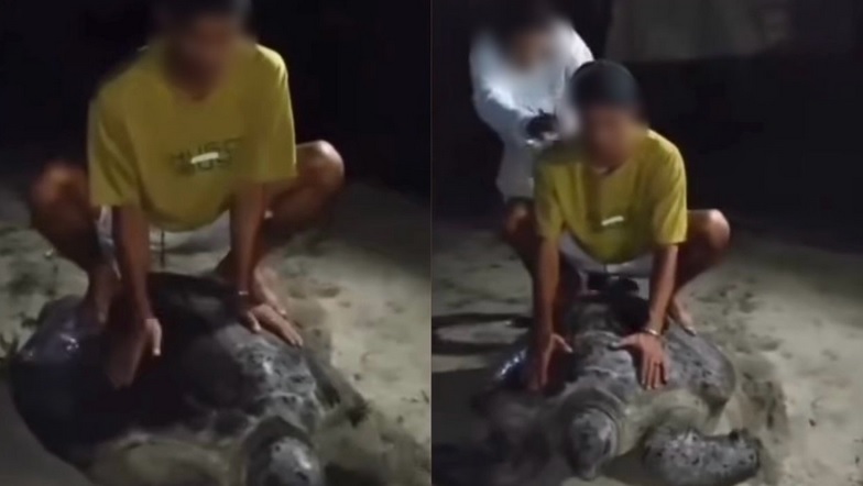 视频|2青年蹲骑海龟背 与3友人一起被捕