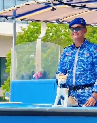 视频|从Oyen猫到爱国小男孩 国庆游行彩排画面好暖心